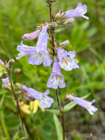Close-up of Slender Beardtongue