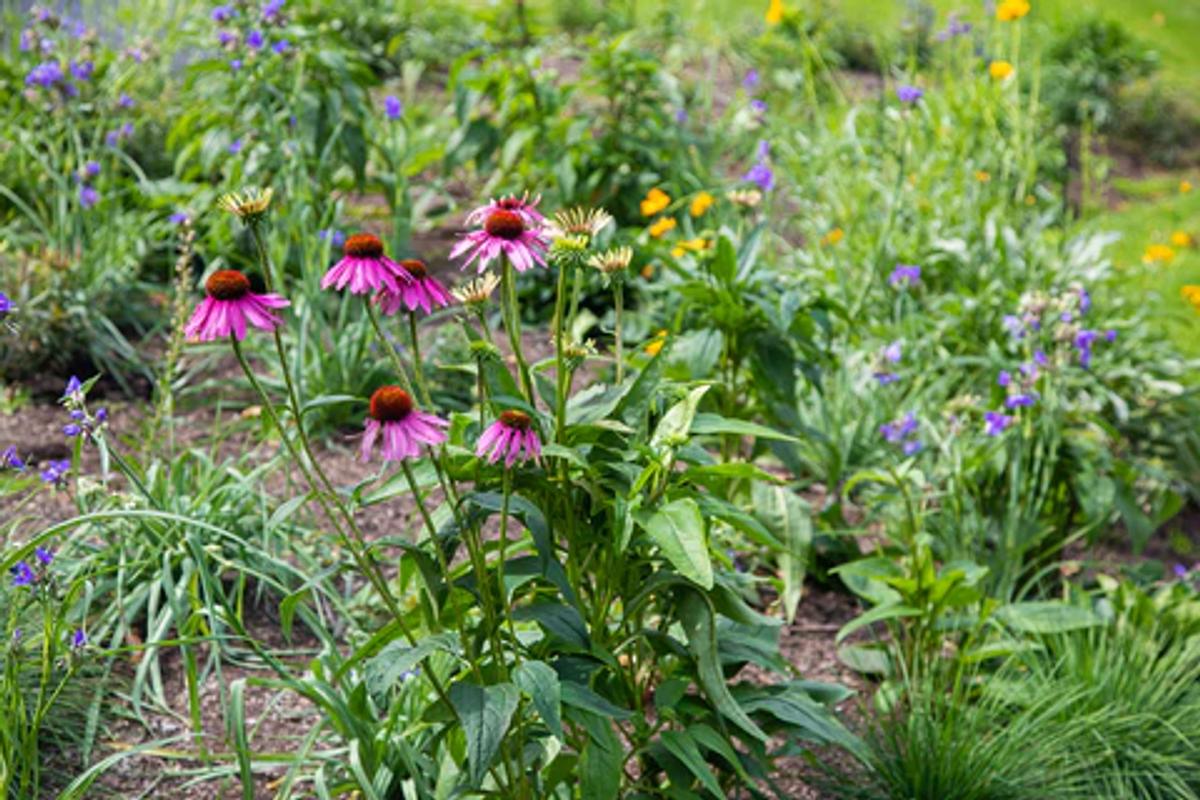 A native plant garden of coneflowers and spiderwort