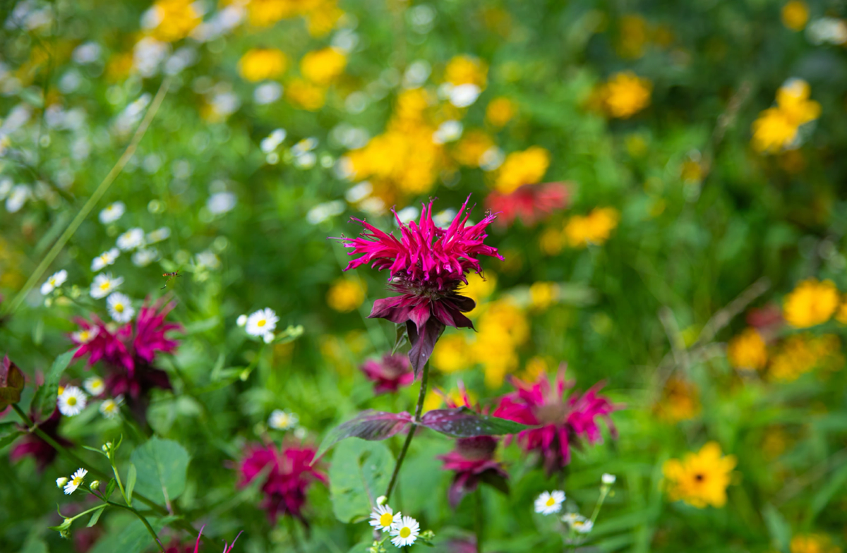 Scarlet Beebalm in full bloom.