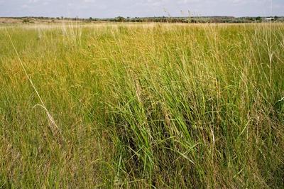 Close-up of Switch Grass