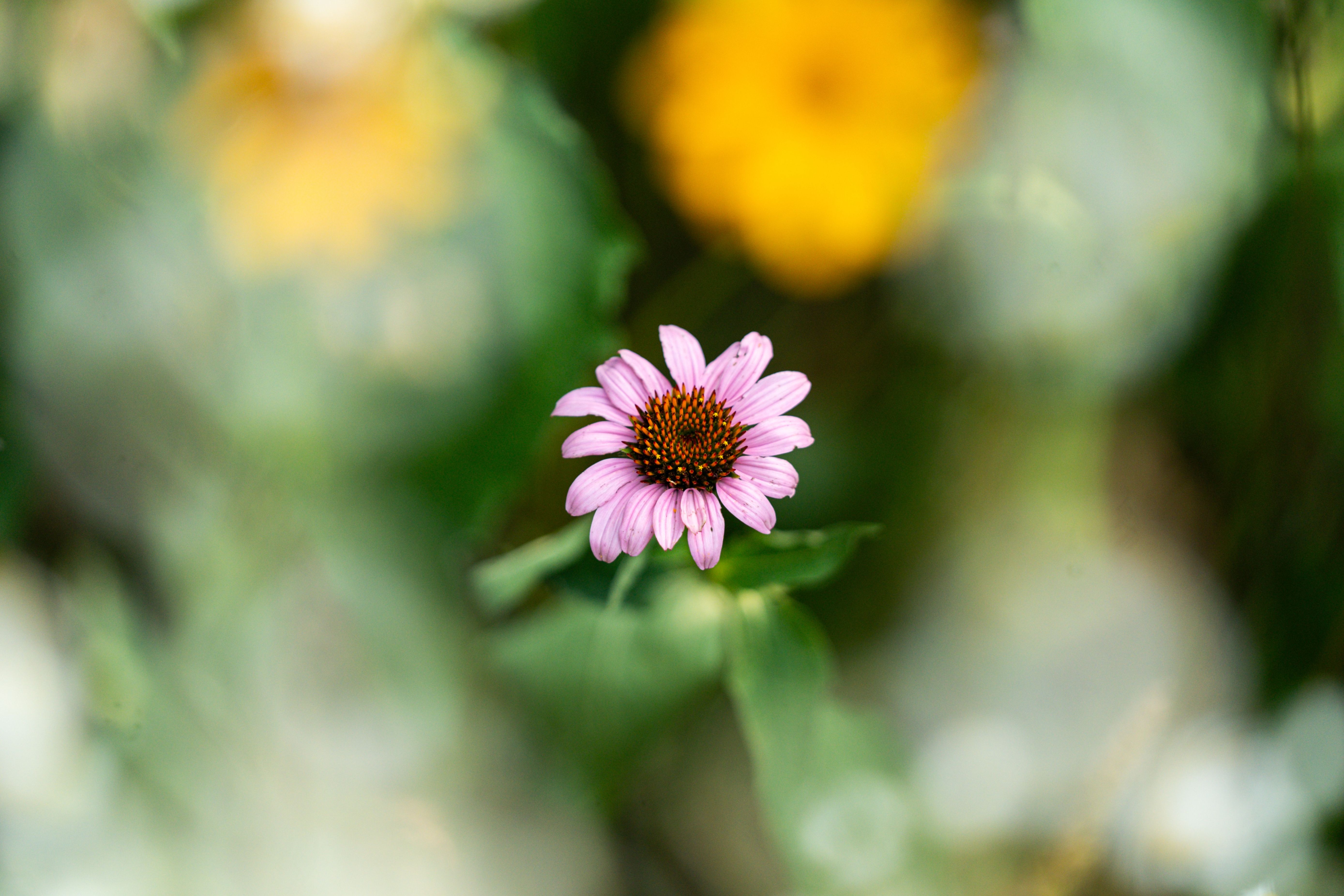 Purple flower centered in the middle of tall green grass.