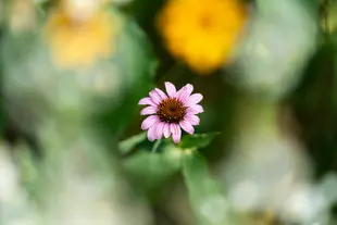 Purple flower centered in the middle of tall green grass.