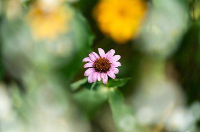 Purple flower centered in the middle of tall green grass.