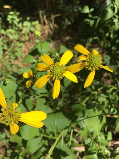 Close-up of Wild Golden Glow