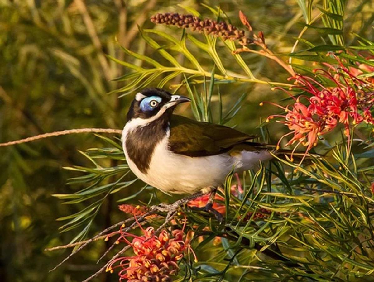 a blue-faced honeyeater on a branch