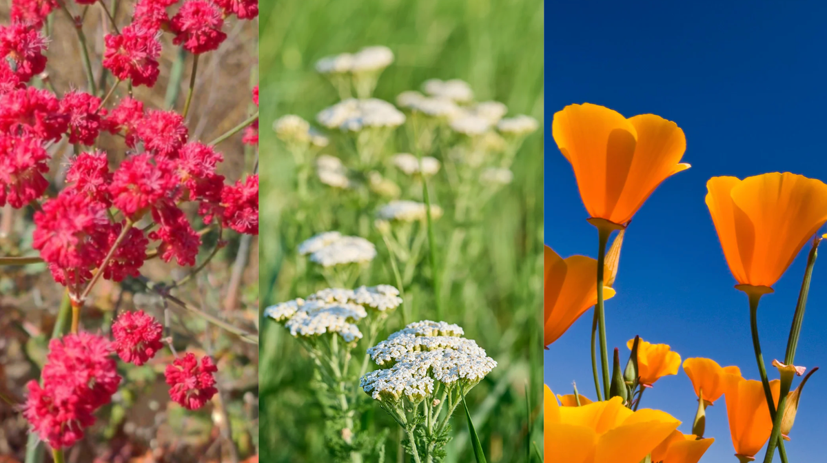 CA native plants: Red-flowered Buckwheat, Yarrow and Poppies create a beautiful habitat for pollinators.