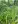 Close-up of Fowl Mana Grass