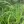 Close-up of Fowl Mana Grass