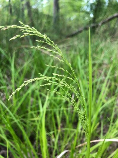 Close-up of Fowl Mana Grass