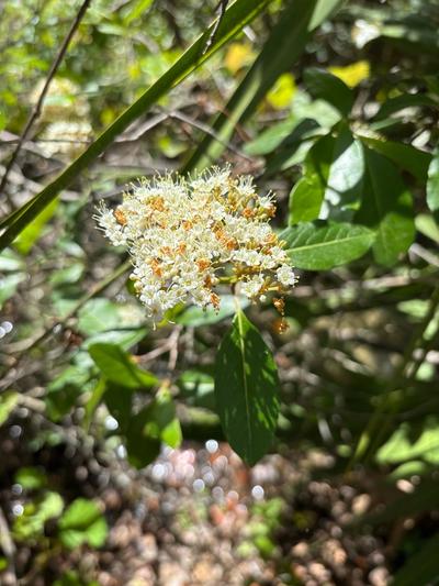 Close-up of Possumhaw Viburnum