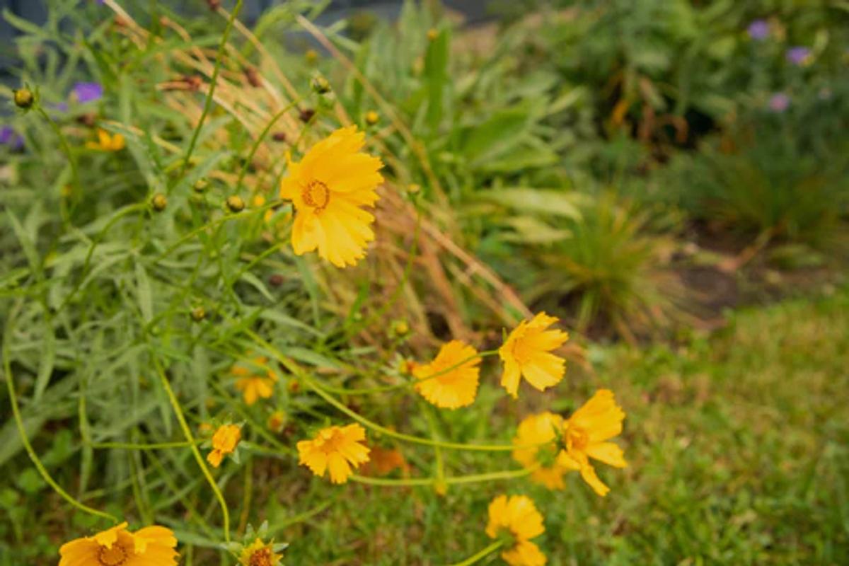 yellow coreopsis flowers