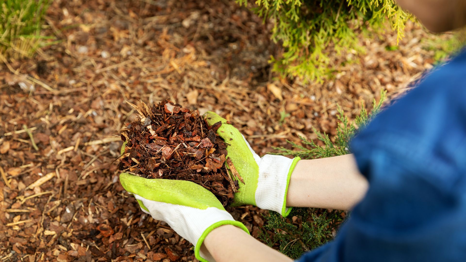Lawn replacement with native plants in Southern California