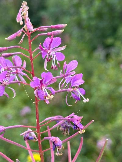 Close-up of Fireweed