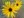Close-up of Showy Sunflower