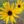 Close-up of Showy Sunflower