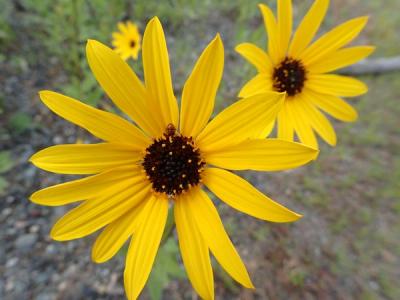 Close-up of Showy Sunflower