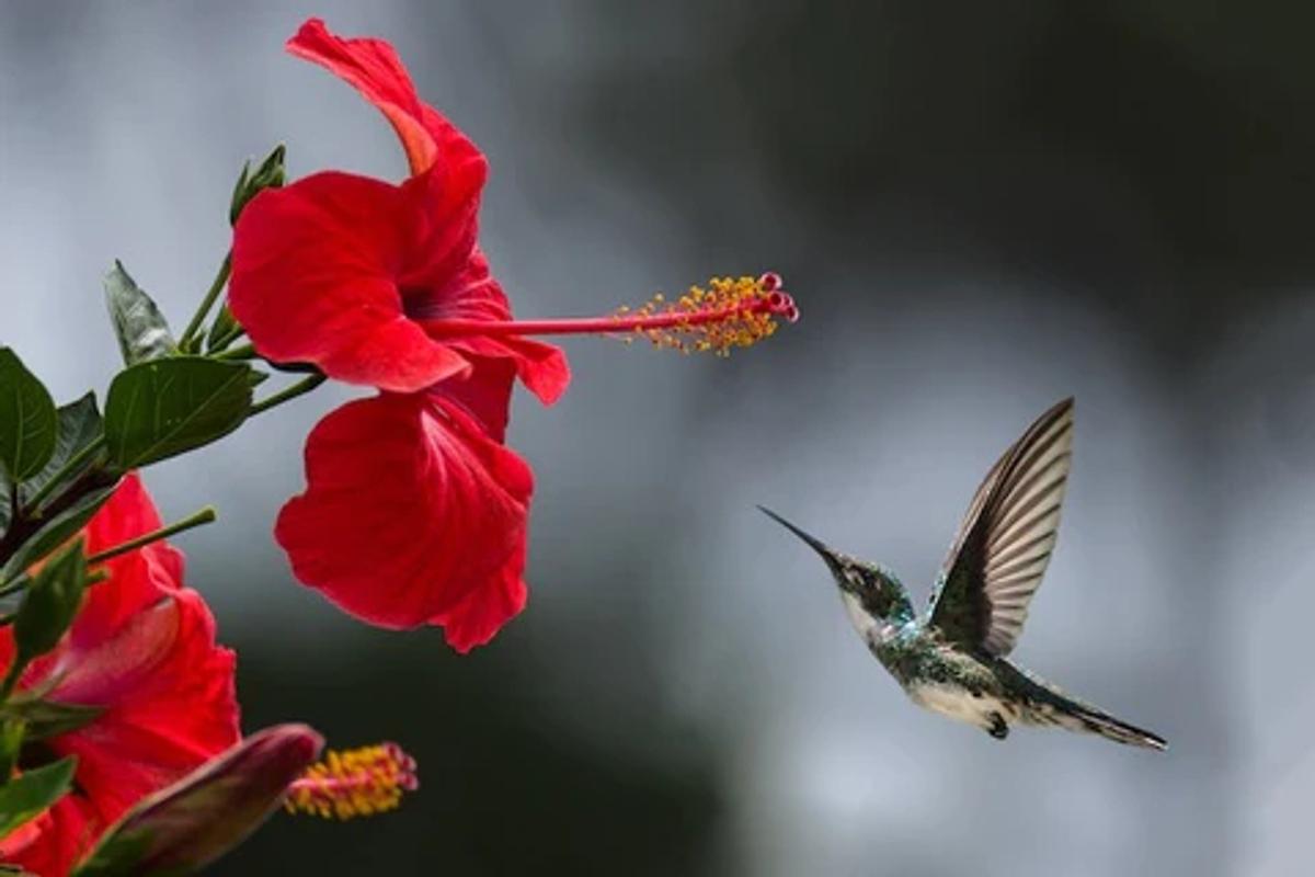 hummingbird visiting a large red flower