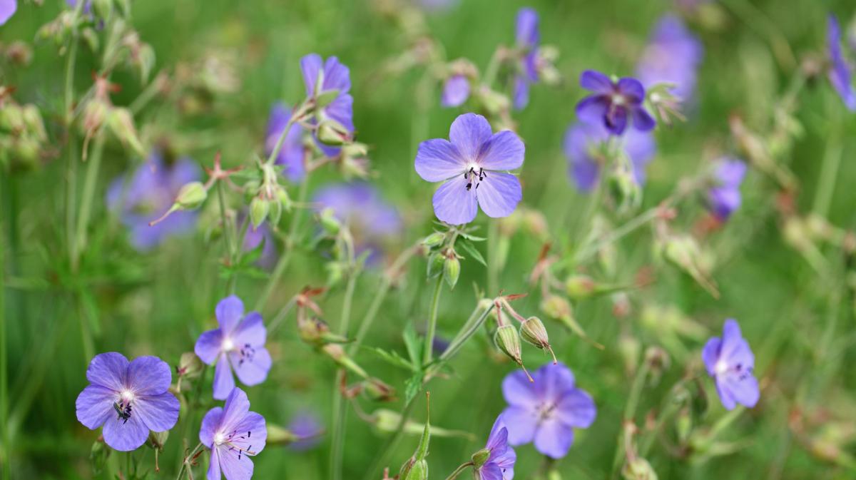 Many Wild Geranium flowers