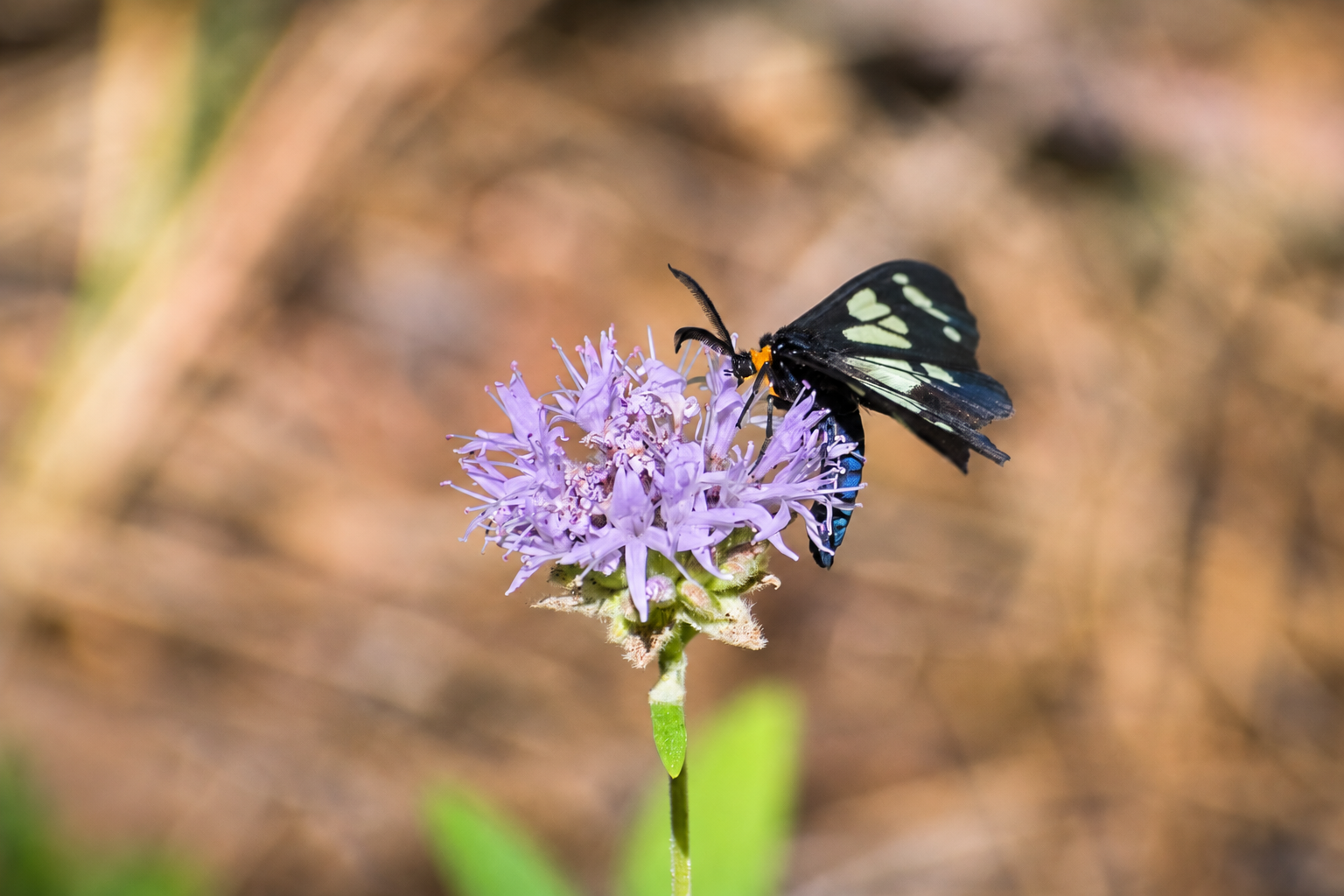 Butterfly feeding on coyote mint flowers