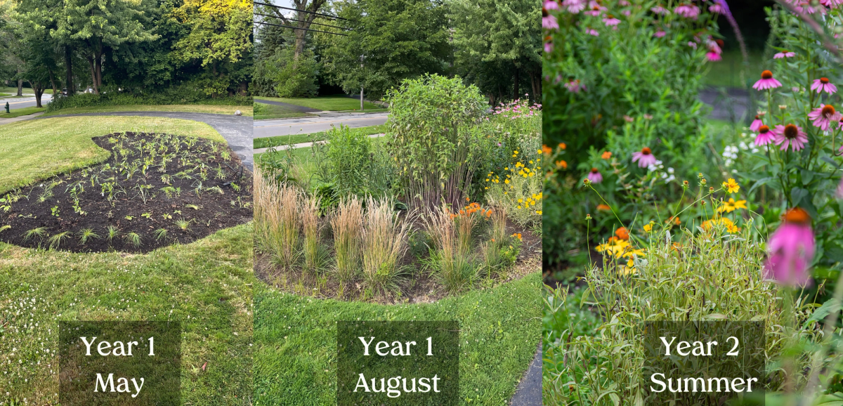 a series of three photos capturing a new planting in a yard from year 1 to year 2 growth