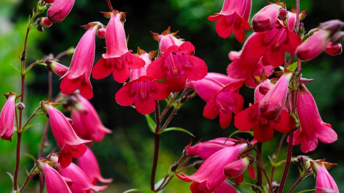 penstemon flowers