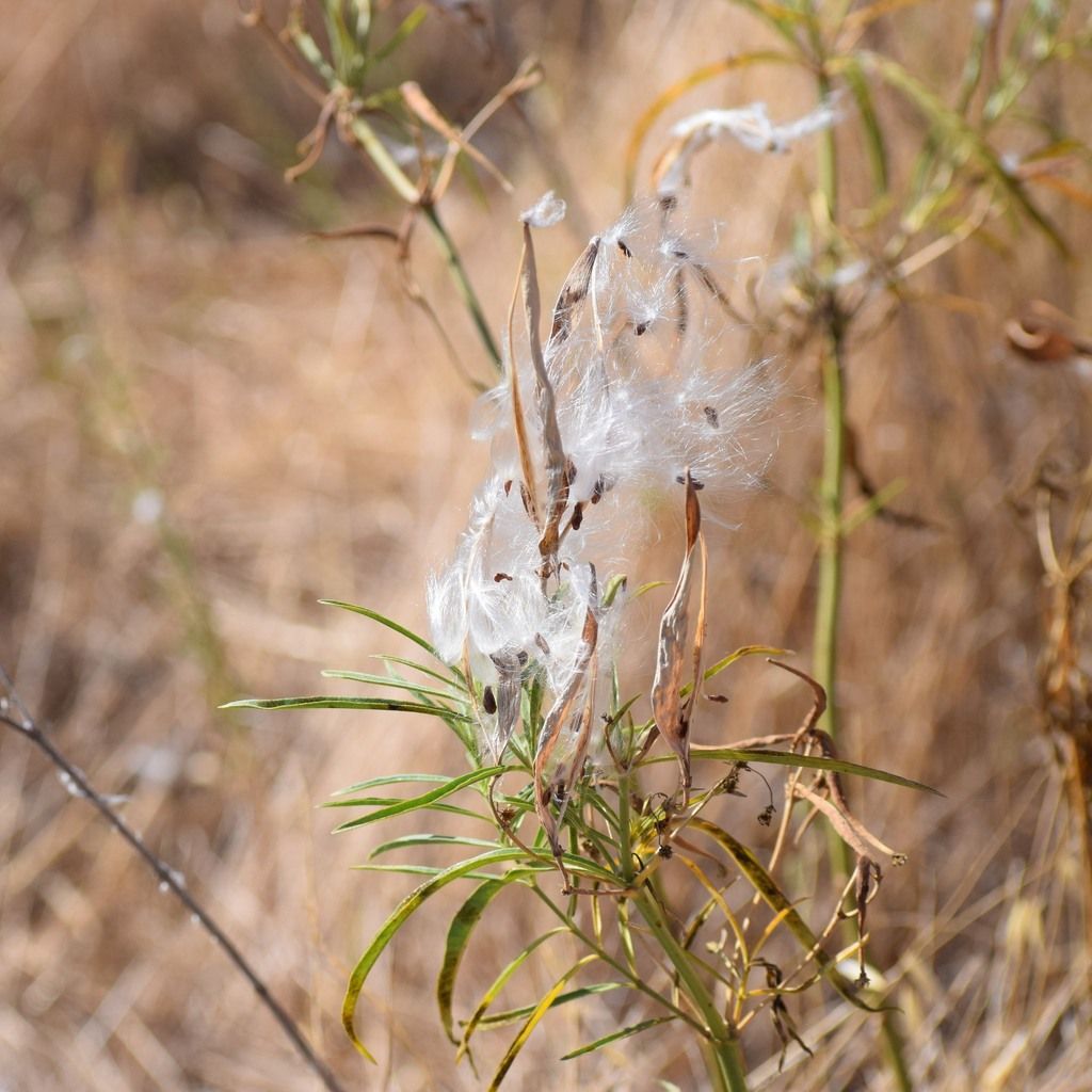 Narrowleaf milkweed seed pods releasing silky seeds