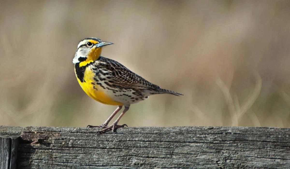 meadowlark on a fence
