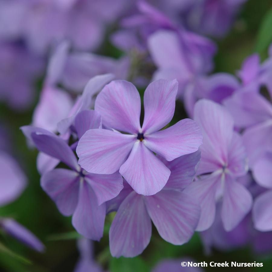 Close-up of Woodland Phlox 'Blue Moon'