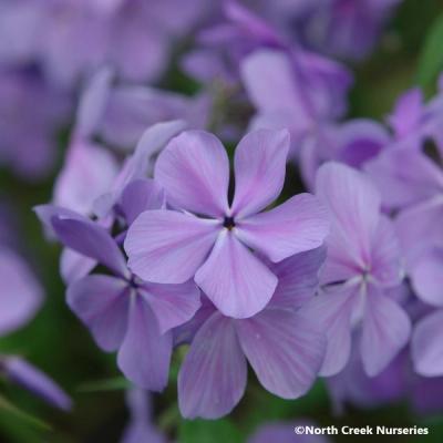 Close-up of Woodland Phlox 'Blue Moon'