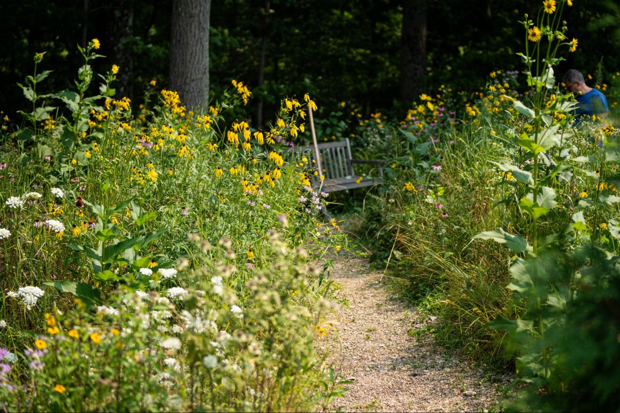 A garden of bright, colorful native plants.