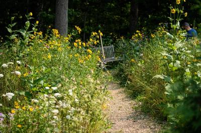 A garden of bright, colorful native plants.