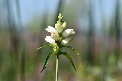 Close-up of White Turtlehead