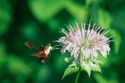 Bee on Bergamot