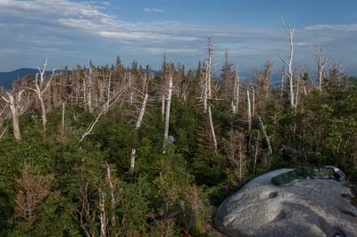 balsam fir trees on a mountain top