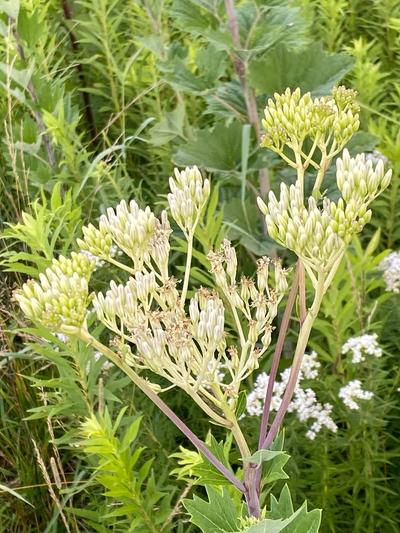Close-up of Pale Indian Plantain
