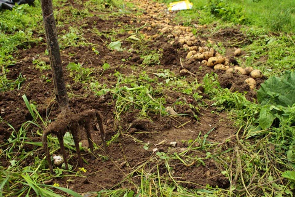 a rake in freshly turned soil