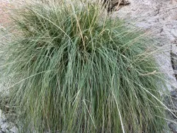 Close-up of Deergrass
