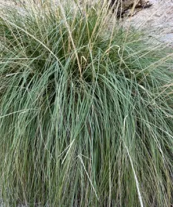 Close-up of Deergrass