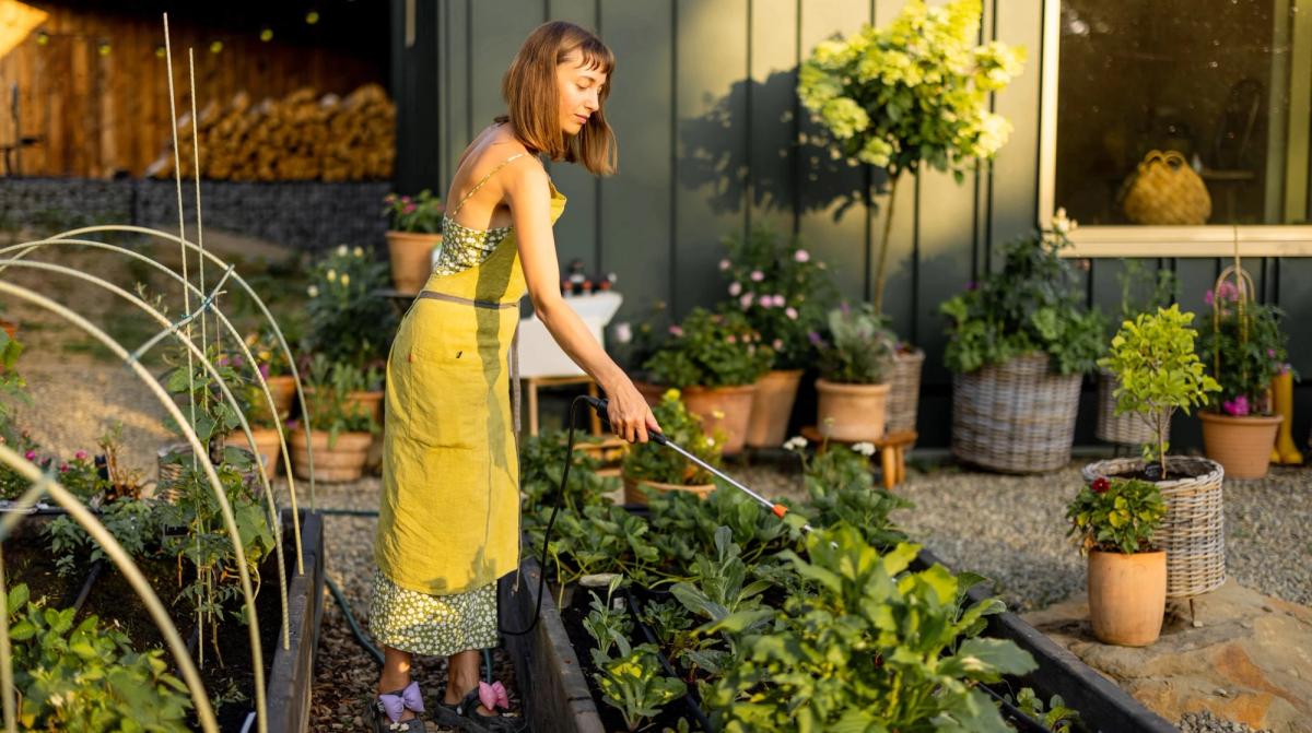 A woman watering her raised garden beds