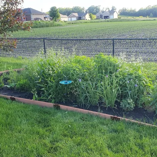 a native plant garden with many species in front of a corn field