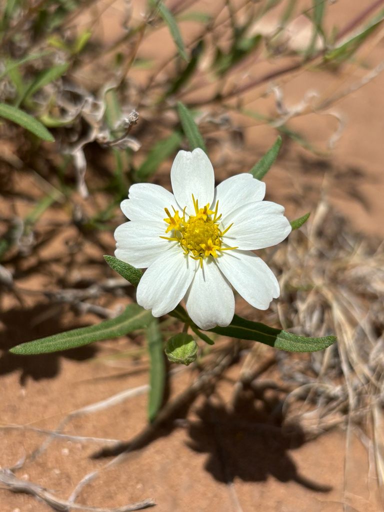 Close-up of Blackfoot Daisy