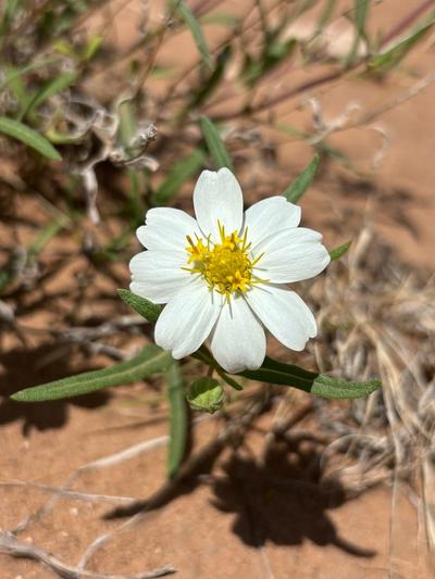 Close-up of Blackfoot Daisy