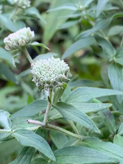 Close-up of Hairy Mountain Mint