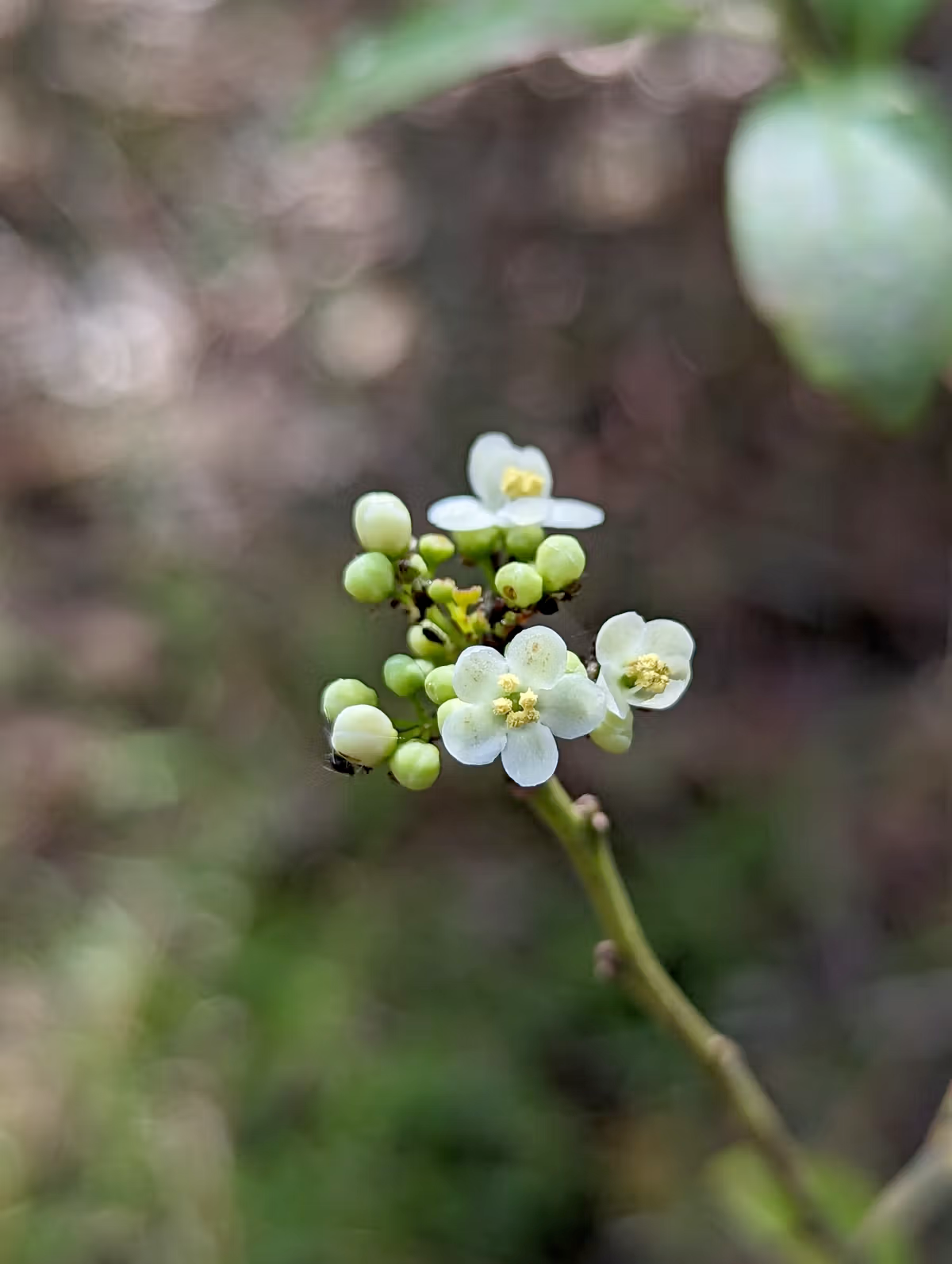 Flowering Inkberry Holly Plant