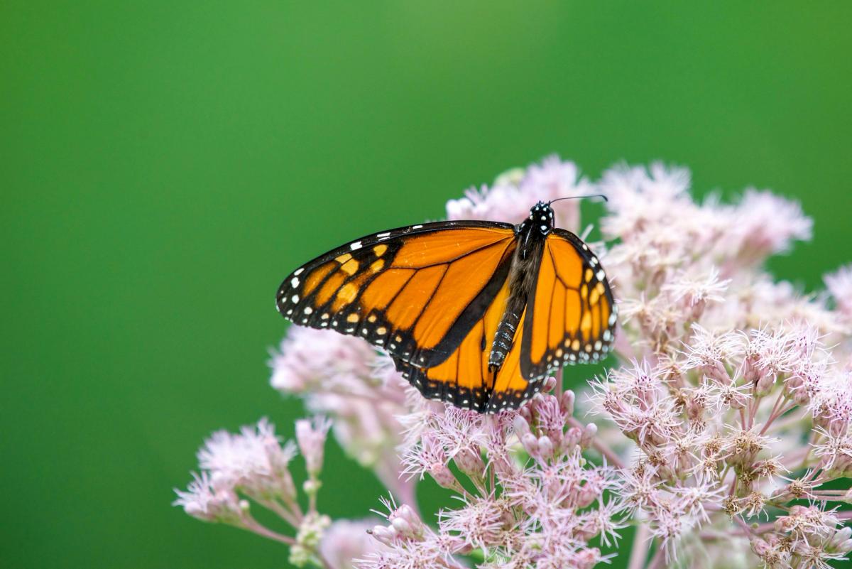 a monarch butterfly on joe pye weed