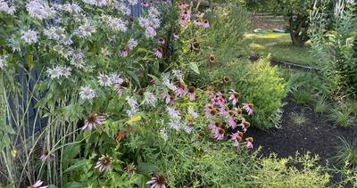 A My Home Park Garden featuring Wild Bergamot and Purple Coneflower