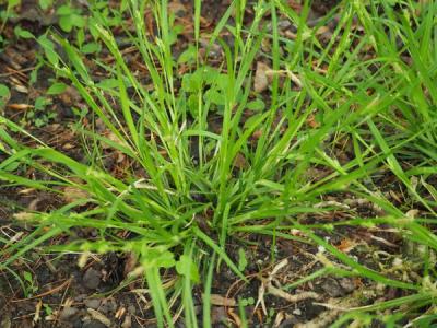 Close-up of Creek Sedge
