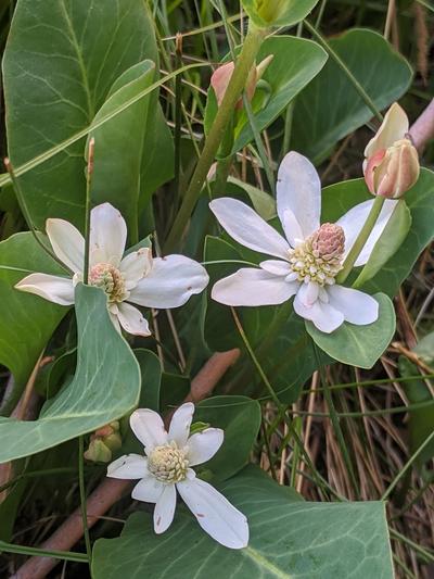 Close-up of Yerba Mansa