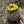 Close-up of Barrel Cactus