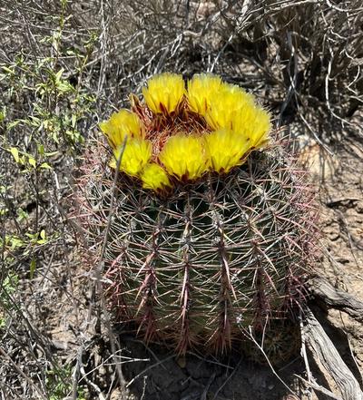 Close-up of Barrel Cactus